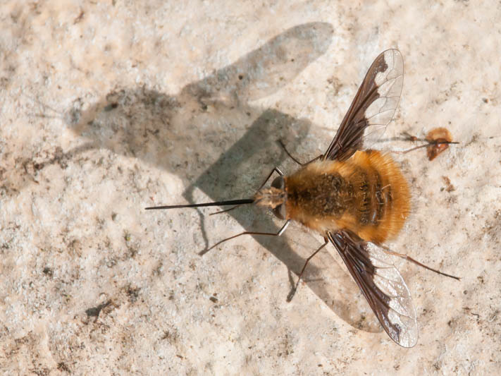 Bombylius major (Dark-edged Bee-fly).jpg